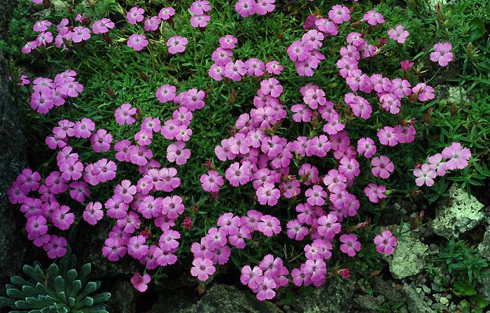 Dianthus nitidus - алпийско карамфилче, компактно (1534)